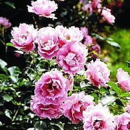 Bunddækkende rose (Rosa 'Summerwind' ®) - A.kval. CO