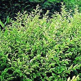 Gulbladet liguster (Ligustrum ovalifolium 'Aureum') - Buske i 3,5 liters potte