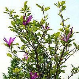 Magnolia (Magnolia 'Susan') - Buske i potte 60-80 