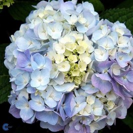 Have-hortensia (Hydrangea macrophylla 'Endless Summer') - Buske i 5 liters potte
