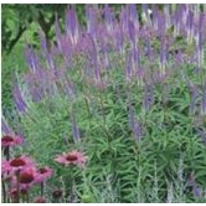 Virginsk Ærenpris (Veronicastrum virginicum 'Fascination') - Staude i 2 liter potte - Sælges kun i pakke á 3 stk.