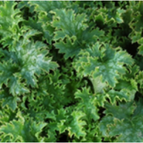 3 stk  Alunrod (Heuchera hybr. 'Apple Crisp'®  ) - Staude i 1 liter potte