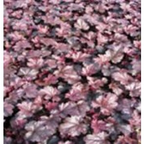 3 stk  Alunrod (Heuchera hybr. 'Obsidian'® ) - Staude i 1 liter potte 