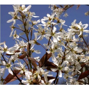 Bærmispel træ (Amelanchier arb. 'Robin Hill') -  Træ i potte 175-200 cm