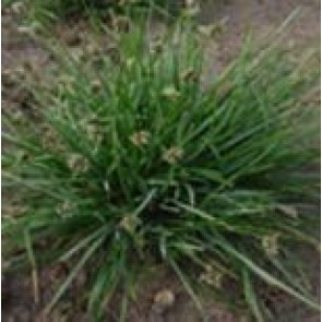 Fjeld Blåaks (Sesleria caerulea) - Græs i 10 x 10 cm  potte - Sælges kun i pakke á 3 stk.