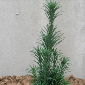 Blommetaks (Cephalotaxus harringtonia 'Fastigiata') - 5 liter potte 50-60 cm