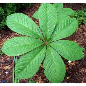 Bronzeblad (Rodgersia aesculifolia) - Staude i 1 liter potte