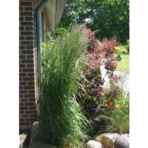 Havesandrør - Rørhvene (Calamagrostis acutiflora 'Karl Foerster') - Græs i 1 liter potte