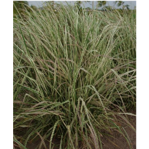 Brogetbladet havesandrør - Rørhvene (Calamagrostis acutiflora 'Overdam') - Græs i 1 liter potte