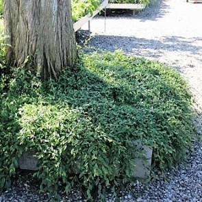 Tæppedannende Dværgmispel 'Repens' (Cotoneaster Salicifolia 'Repens') 2 litters potte