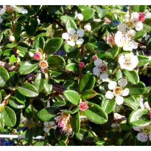 Dværgmispel (Cotoneaster suecicus 'Coral Beauty') - P 10,5