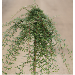 Cotoneaster sal. 'Gnom' - Podet træ på 45 cm stamme