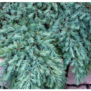 Ceder (Cedrus deodara 'Feelin' Blue') - 2 liter potte 25-30 cm