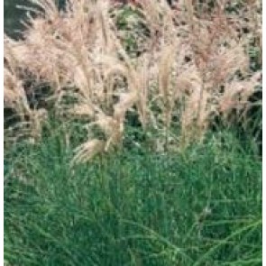 Elefantgræs (Miscanthus sinensis 'Kleine Fontäne') - Græs i 3 liter potte