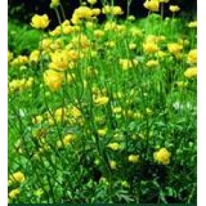 Engblomme( Trollius europaeus) - Staude i 1 liter potte