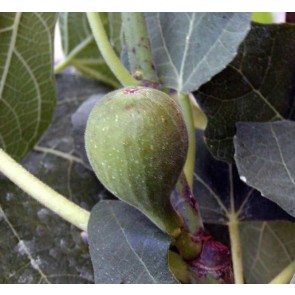 Figen ’Bornholm’ (Ficus carica ’Bornholm’) - Busk i 5 liter potte 40-60 cm