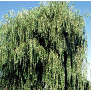 Hængepil (Salix alba 'Tristis ) - Træ i potte 150-175 cm