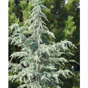 Himalaya ceder (Cedrus deodara 'Bushes Electra') - 3 liter potte 60-80 cm