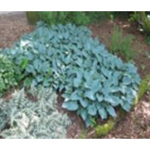 Hosta (Hosta tardiana 'Halcyon') - Staude i 1 liter potte 