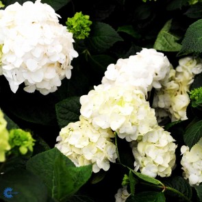 Have-hortensia (Hydrangea) 'Endless Summer The Bridet' (Hydrangea) - Buske i 5 liters potte