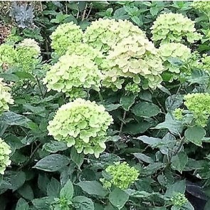 Havehortensia 'Little Lime' (Hydrangea ‘Little Lime') Buske i 5 liters potte