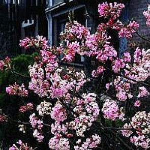 Kejserbusk (Viburnum bodnantense 'Charles Lamont') - Buske i 5 liters potte