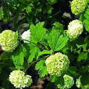 Almindelig snebolle (Viburnum opulus 'Roseum') - Buske i 5 liters potte