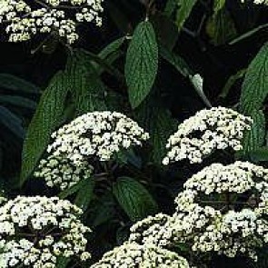 Rynkeblad (Viburnum rhytidophyllum) - Busk i potte 40-50 cm