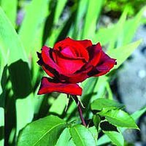 Storblomstret rose (Rosa 'Erotika' ®)