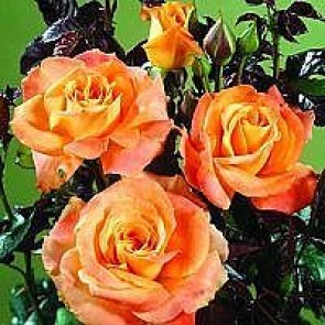 Storblomstret rose (Rosa 'Flora Danica') - Storblomstret rose i 4 l potte