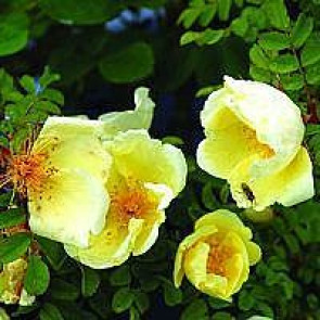 Hugo-rose (Rosa hugonis) - 4L CO