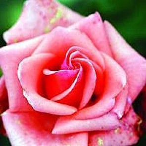 Storblomstret rose (Rosa 'Louisiana' ®) - Storblomstret rose i 4 l potte