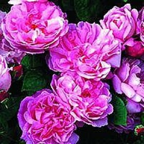 Engelsk rose (Rosa 'Mary Rose' ® ) - Barrodsrose. A-kval. Sælges kun i bundter a 5 stk