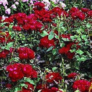 Floribundarose (Rosa 'Nina Weibull' ®) - Barrodsrose A-kvalitet - Sælges kun i bundter á 5 stk