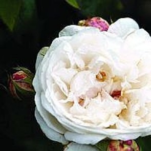 Engelsk rose (Rosa 'Winchester Cathedral') - Austinrose i 4 l potte