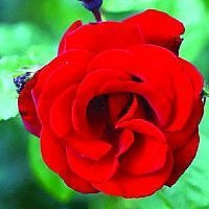 Slyngrose (Rosa 'Sahara' ®) - Slyngrose i 4 l potte
