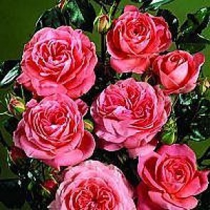Buketrose (Rosa 'Schackenborg' ®) - Barrodsrose A-kvalitet - Sælges kun i bundter á 5 stk