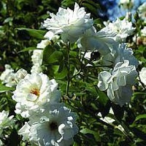 Polyantarose (Rosa 'Schneewittchen' ®) - Barrodsrose - A-kval. Sælges kun i bundter a 5 stk