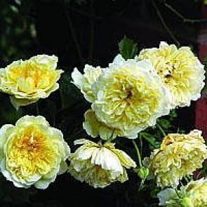Engelsk rose (Rosa 'The Pilgrim' ® (auswalker)) - 4L CO