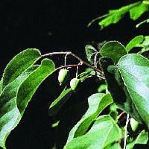 Stikkelsbærkiwi (Actinidia arguta 'Issai') - CO 60- cm