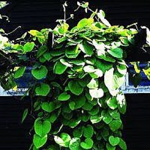 Tobakspibeplante (Aristolochia macrophylla) - 2 liter potte 60 cm