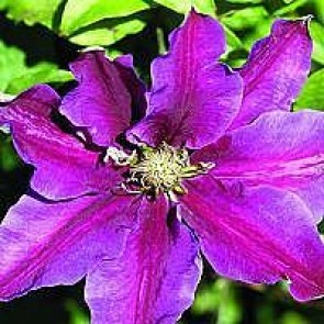 Klematis (Clematis 'Dr Ruppel') - 2 liter potte 60 cm