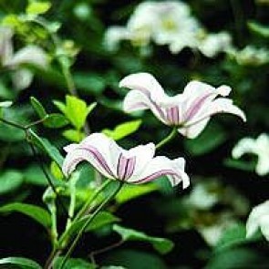 Klematis (Clematis 'Huldine') - CO 40- cm