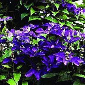 Klematis (Clematis 'The President') - 2 liter potte 60 cm