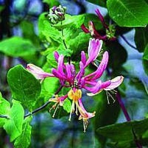 Kaprifolie (Lonicera heckrottii 'Goldflame') - 2 liter potte 60 cm