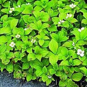 Canadisk hønsebær (Cornus canadensis) - P 10,5