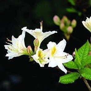 Azalea  'Persil' (Rhododendron 'Persil') - Buske i 5 liters potte 40-50 cm