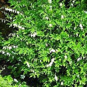 Hvid hjerteblomst (Dicentra spectabilis 'Alba') - Staude i 1 liter potte