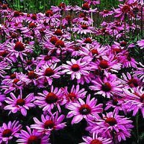 Purpursolhat (Echinacea purpurea 'Magnus') - Staude i 1 liter potte