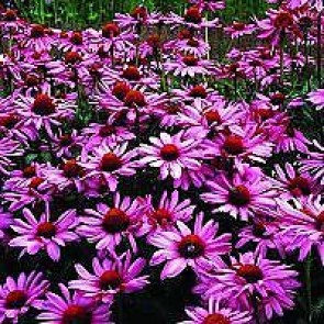 Purpursolhat (Echinacea purpurea 'Magnus') - Staude i 1 liter potte